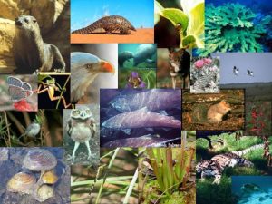 endangered-plants-and-animals