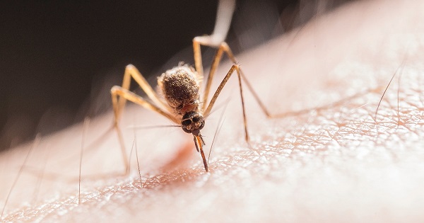 how to treat mosquito bites on legs