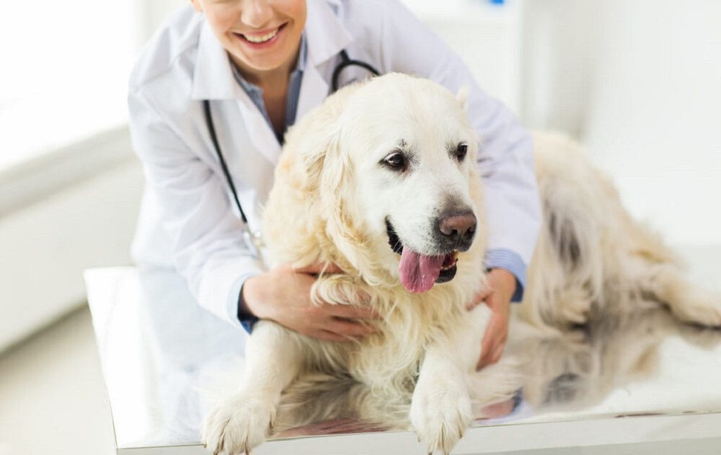 Online Pet Store When Buying Medications