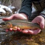 Angler holding golden trout in mountain creek after snowmelt season